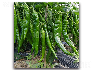 ܛƤ����-�ݽz���N��-���зN�I(y��)