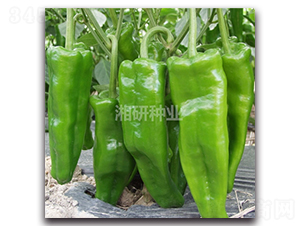 ����802-�ݽ��N��-���зN�I(y��)