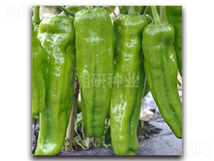 ����812-�ݽ��N��-���зN�I(y��)