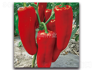 �t��-�ݽ��N��-���зN�I(y��)