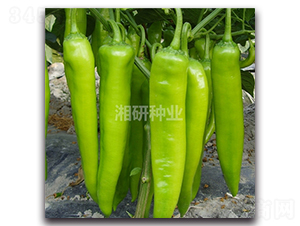 ����-ţ�ǽ��N��-���зN�I(y��)