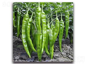 ����-ţ�ǽ��N��-���зN�I(y��)