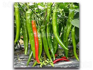 ����6A-ţ�ǽ��N��-���зN�I(y��)