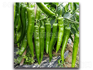 �S��81-ţ�ǽ��N��-���зN�I(y��)