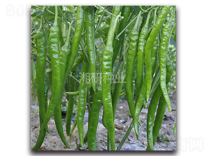 ����ʮ��̖-�����N��-���зN�I(y��)