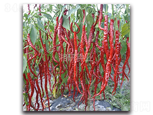 ����-�����N��-���зN�I(y��)