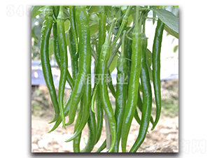 ����ʮ̖-�����N��-���зN�I(y��)