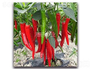 ��������̖-�����N��-���зN�I(y��)