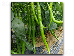 ����-�����N��-���зN�I(y��)