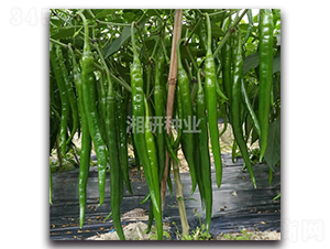 �ɻ�-�����N��-���зN�I(y��)