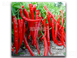 ������̖-�����N��-���зN�I(y��)