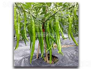 ����ʮ��̖-�����N��-���зN�I(y��)