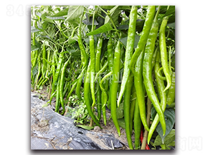 �䄦-�����N��-���зN�I(y��)