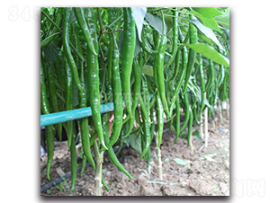 ����ʮ��̖-�����N��-���зN�I(y��)