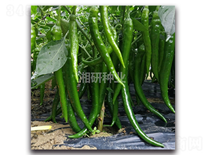 ����174-�����N��-���зN�I(y��)