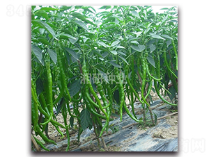 ������̖-�����N��-���зN�I(y��)