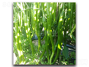 1108-�����N��-���зN�I(y��)