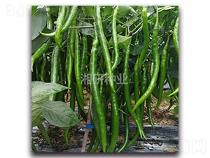 ����-�����N��-���зN�I(y��)