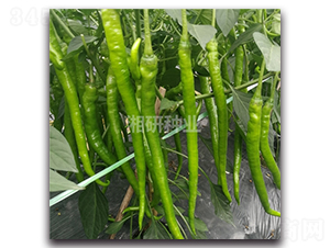 ����21-�����N��-���зN�I(y��)