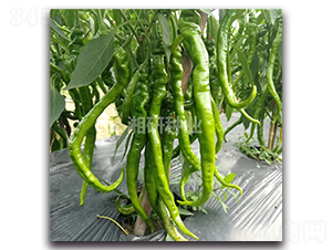 ����2020-�����N��-���зN�I(y��)