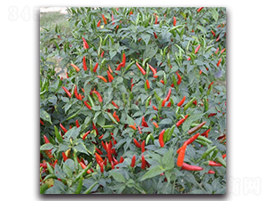 ����706-���콷�N��-���зN�I(y��)