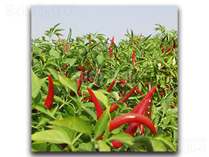 ����702-���콷�N��-���зN�I(y��)