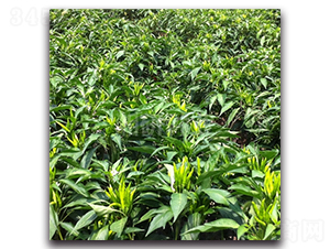 �t��-���콷�N��-���зN�I(y��)