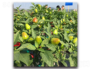 �A��һ̖-���콷�N��-���зN�I(y��)