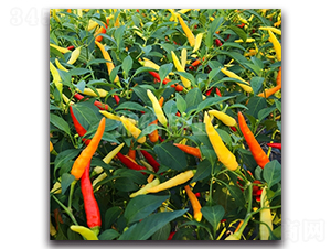 �ǐ�-���콷�N��-���зN�I(y��)