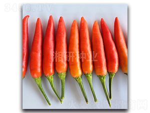 ����231-���콷�N��-���зN�I(y��)