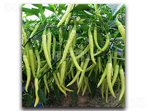 ������-���콷�N��-���зN�I(y��)