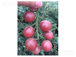 ������-���ѷN��-�|���N�I(y��)