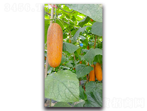 ��Ƥ���S��F1-�S�ϷN��-Ψ�r(n��ng)�N�I(y��)