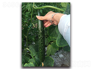 ����2̖(h��o)F1-�S�ϷN��-Ψ�r(n��ng)�N�I(y��)