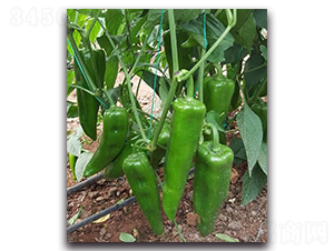 ���F�DF1-�����N��-Ψ�r(n��ng)�N�I(y��)