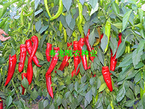 �t̫��3̖F1-�����N��-Ψ�r(n��ng)�N�I(y��)