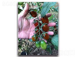 �Ͼ�F1-�������ѷN��-Ψ�r(n��ng)�N�I(y��)