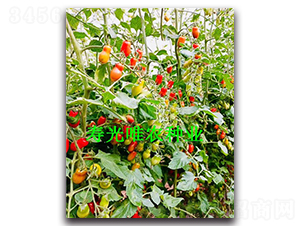 �t��F1-�������ѷN��-Ψ�r(n��ng)�N�I(y��)