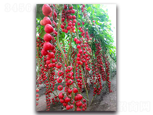 ���ᭇF1-���ҷ��ѷN��-Ψ�r(n��ng)�N�I(y��)