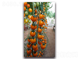 �S��һ̖(h��o)F1-���ҷ��ѷN��-Ψ�r(n��ng)�N�I(y��)