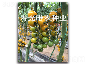 ��ɫ�(y��ng)��1̖(h��o)F1-���ҷ��ѷN��-Ψ�r(n��ng)�N�I(y��)