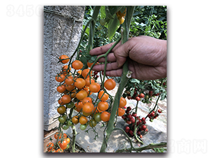 ����һ̖(h��o)-���ҷ��ѷN��-Ψ�r(n��ng)�N�I(y��)