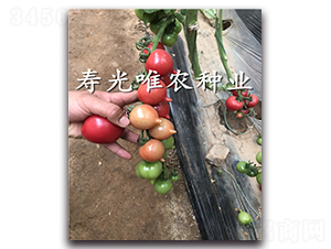 ����1̖(h��o)F1-���ҷ��ѷN��-Ψ�r(n��ng)�N�I(y��)