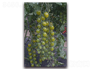 ������2̖(h��o)-���ҷ��ѷN��-Ψ�r(n��ng)�N�I(y��)