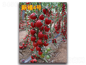 ����4̖(h��o)-���ҷ��ѷN��-Ψ�r(n��ng)�N�I(y��)