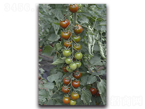 �ϴ��-���ҷ��ѷN��-Ψ�r(n��ng)�N�I(y��)