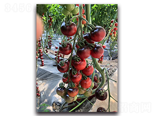 �{(l��n)ɫ����-���ҷ��ѷN��-Ψ�r(n��ng)�N�I(y��)