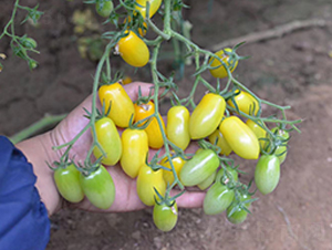 ��˼��-���ҷ��ѷN��-Ψ�r(n��ng)�N�I(y��)