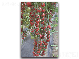 ��ؐ��-���ҷ��ѷN��-Ψ�r(n��ng)�N�I(y��)