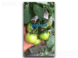 �M����3̖(h��o)-���ѷN��-Ψ�r(n��ng)�N�I(y��)